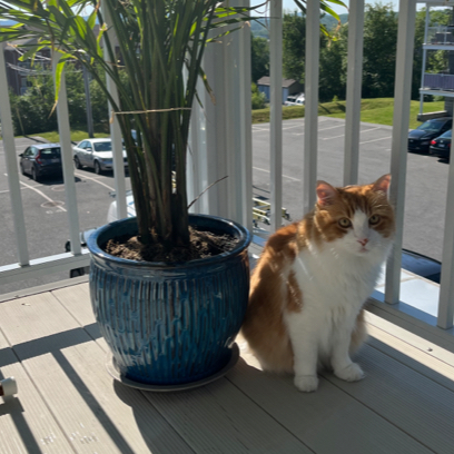 ron