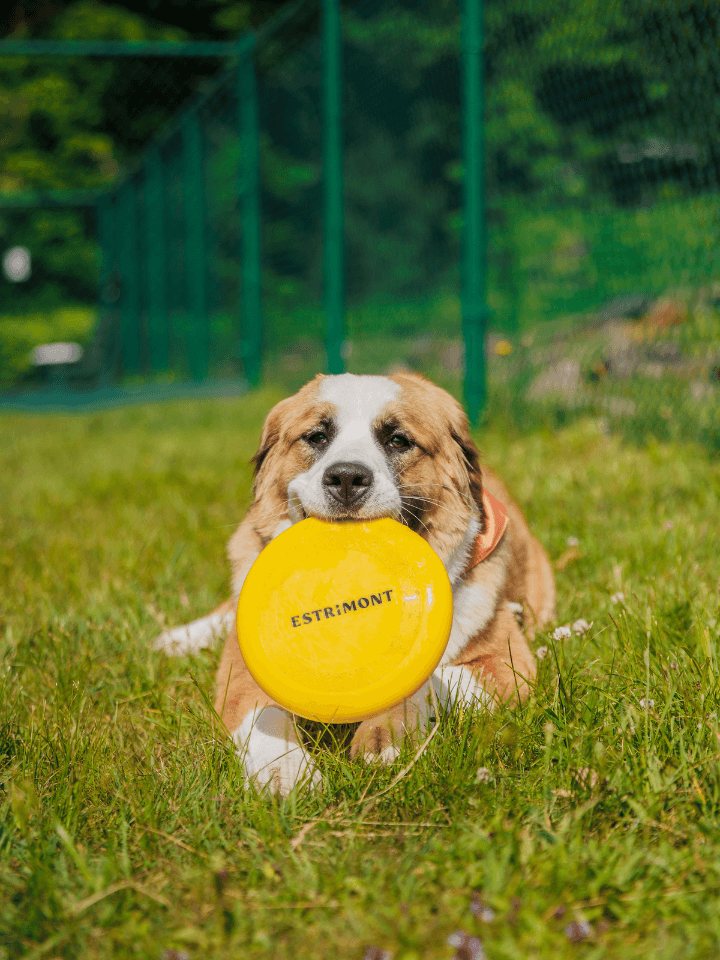 vie hotel chien frisbee