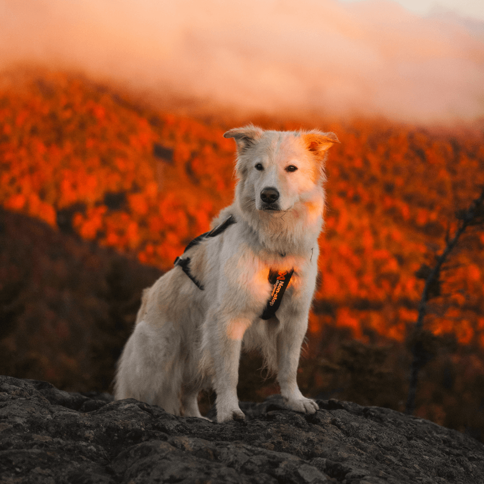 Galerie produit (21) Galerie produit (21)